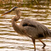 Blue Heron on the Prowl! by rickster549