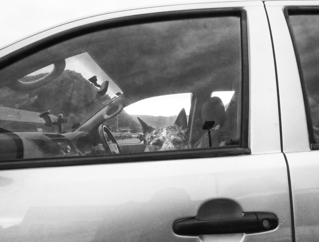 dogs in cars by kali66