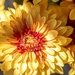 Chrysanthemums by ludwigsdiana