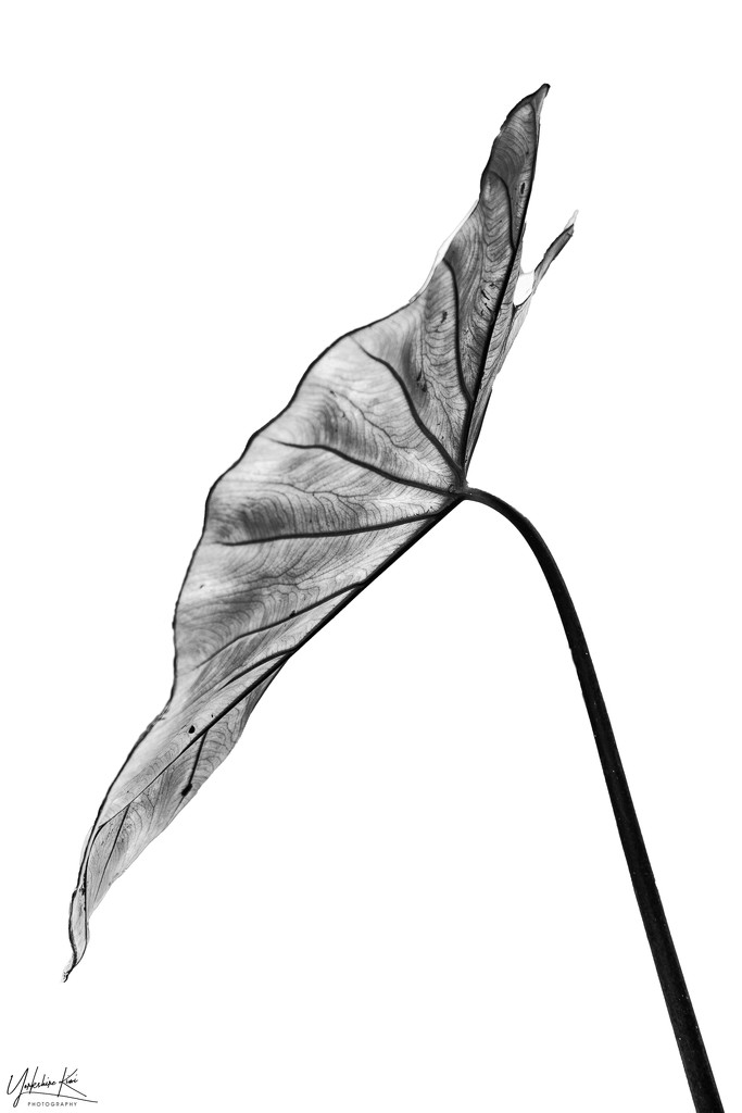 Sculptured leaf by yorkshirekiwi