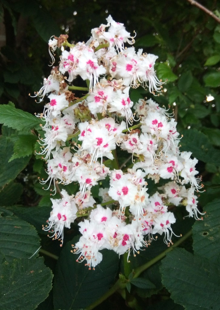 Summer .. horse chestnut blossom by 365projectorgjoworboys