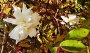 7th Jun 2021 - The White Rose......