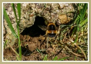 7th Jun 2021 - Bumble Bee (Ground Bee)