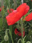 7th Jun 2021 - Lovely to see the poppies coming through again