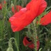 Lovely to see the poppies coming through again by 365anne