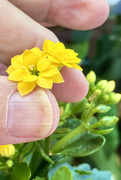 5th Jun 2021 - Small potted flower. Maybe Flaming katy (Kalanchoe blossfeldiana)???