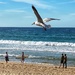 Seagull on my iPhone no.2 by johnfalconer