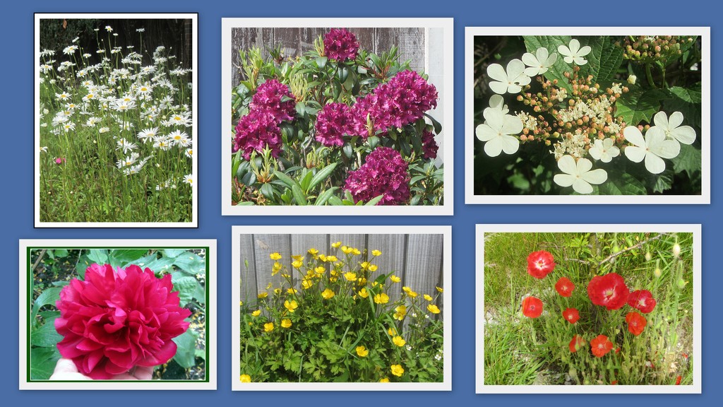 June flower collage. by grace55