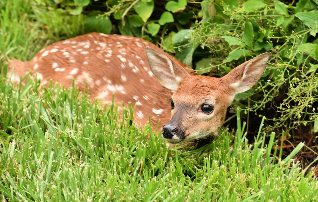 Fawn in the Lawn by alophoto