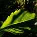 Jewelweed Leaf by meotzi