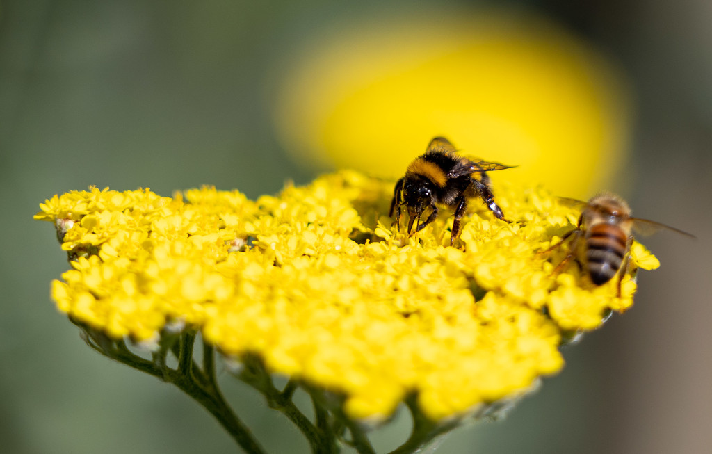 Bees by peadar