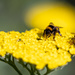 Bees by peadar