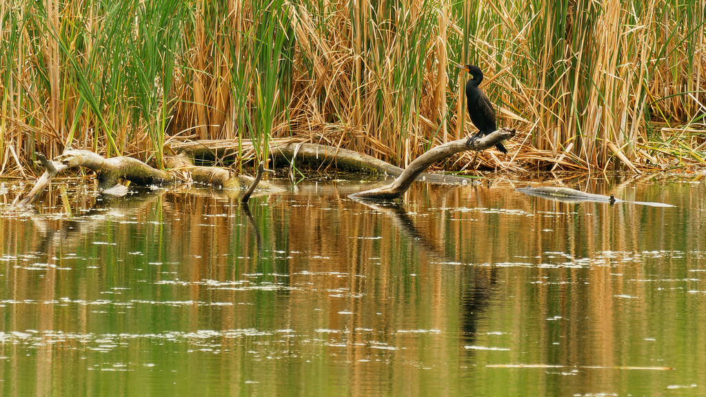 double-crested cormorant by rminer