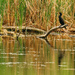 double-crested cormorant by rminer