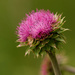 musk thistle by rminer
