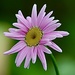 Pink Flower by carole_sandford