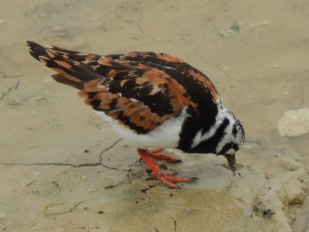 Feeding Turnstone by moirab