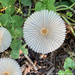Tiny Mushrooms by falcon11