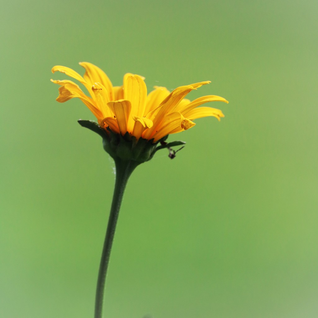 June 7: Coreopsis by daisymiller