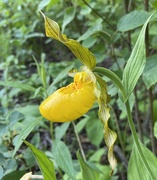 7th Jun 2021 - Orchid of the north - Lady Slipper