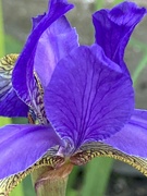 6th Jun 2021 - Iris Flower