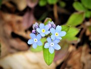 7th Jun 2021 - Forget-Me-Not!