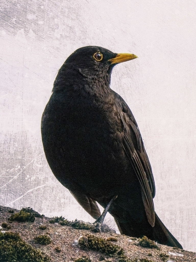 Blackbird. by gamelee