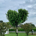 The heart tree.  by cocobella