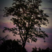 A tree by j_kamil