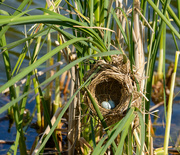 6th Jun 2021 -  Red-Winged Nest
