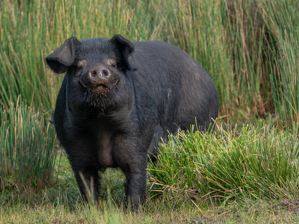 A pig with an attitude by gosia