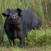 A pig with an attitude by gosia