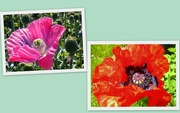 7th Jun 2021 - Two pic.`s of Poppies