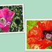 Two pic.`s of Poppies by pyrrhula