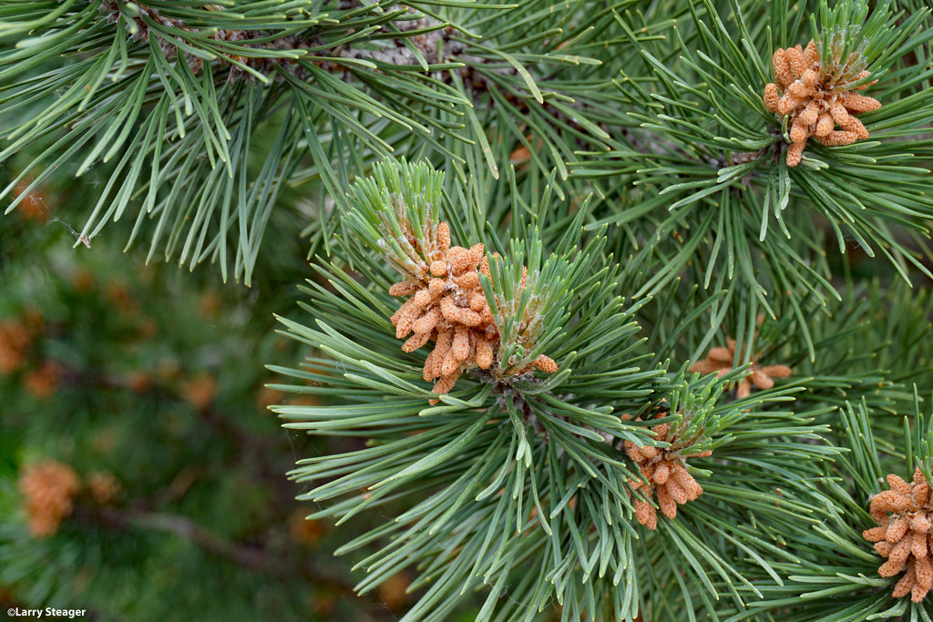 Pine tree blooms by larrysphotos