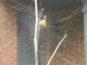 7th Jun 2021 - Spider Web In Trees