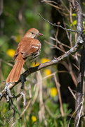 31st May 2021 - Brown Thrasher