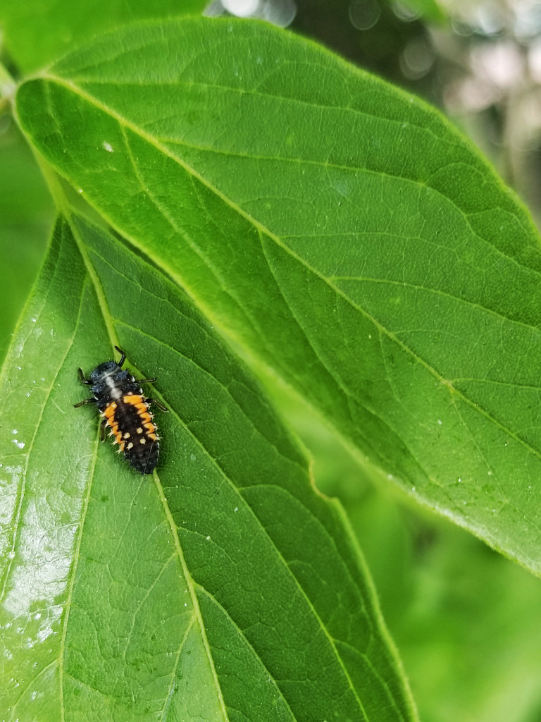 Beetle bug by ljmanning