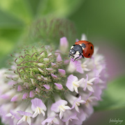 7th Jun 2021 - Clover flower with ladybug