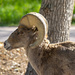 Big Horn Sheep by lstasel