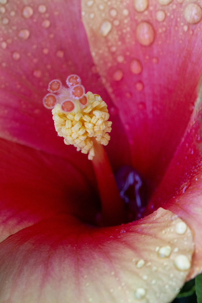 Hibiscus Macro by pdulis