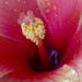 Hibiscus Macro by pdulis