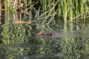 30th May 2021 - Little Duckling Making Ripples