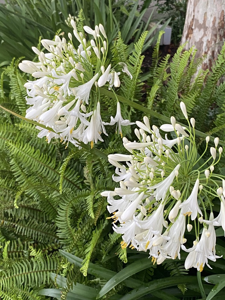 White Agapanthus  by calm