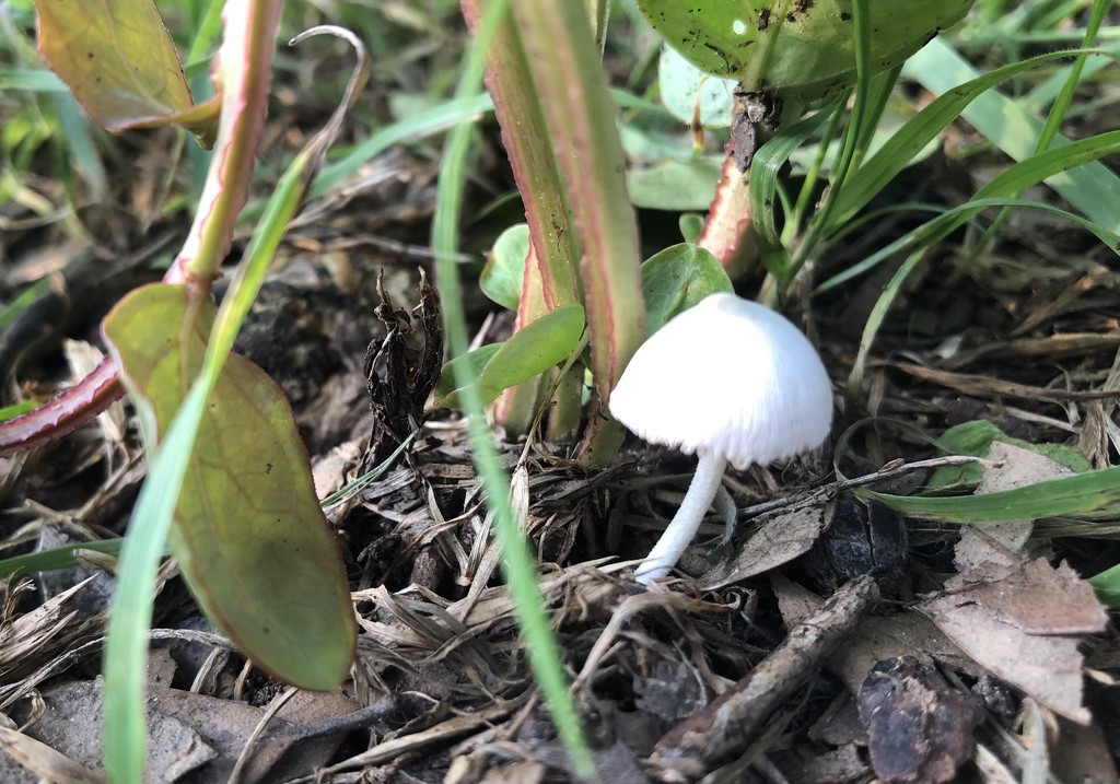 Mushroom  by lisaconrad