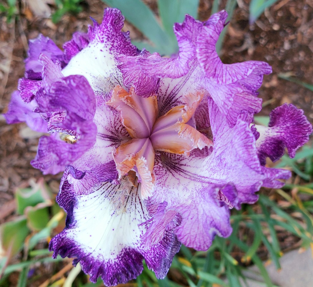 Iris by harbie