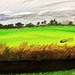 The fields (painting) by stuart46