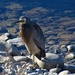 Blue heron entangled by kiwinanna