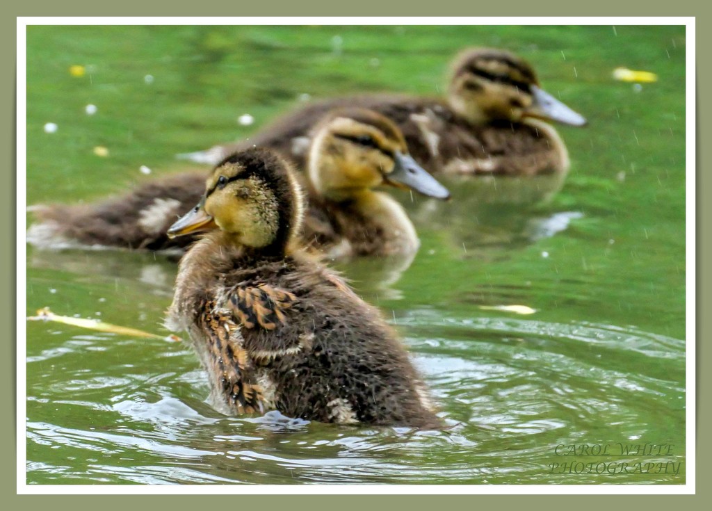 Ducklings by carolmw