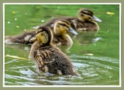 8th Jun 2021 - Ducklings